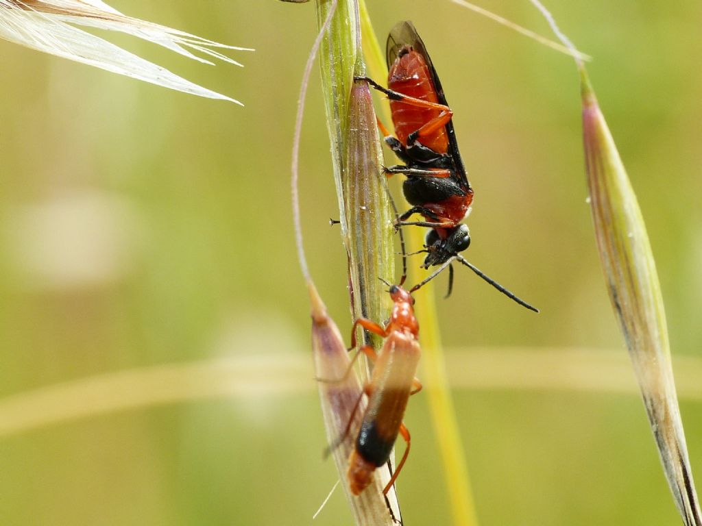 Tenthredinidae variopinto: Dolerus sp.